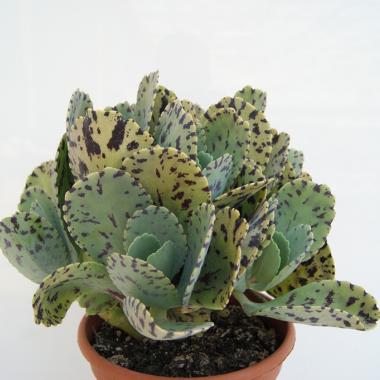 Kalanchoe marmorata